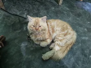 1+ year Male Mixed Breed Persian