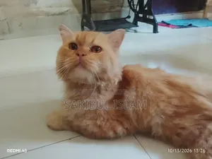 1+ year Male Mixed Breed Persian