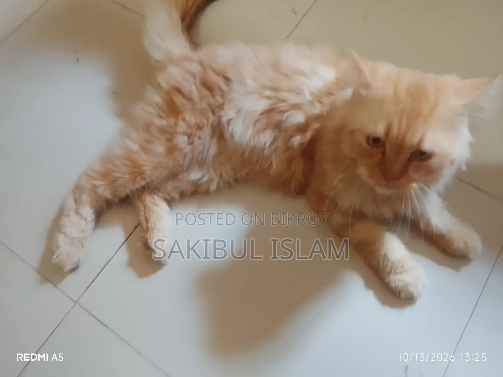 1+ year Male Mixed Breed Persian