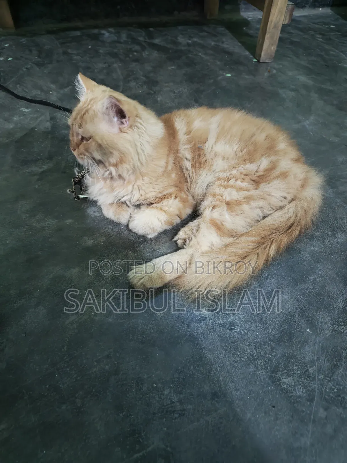 1+ year Male Mixed Breed Persian