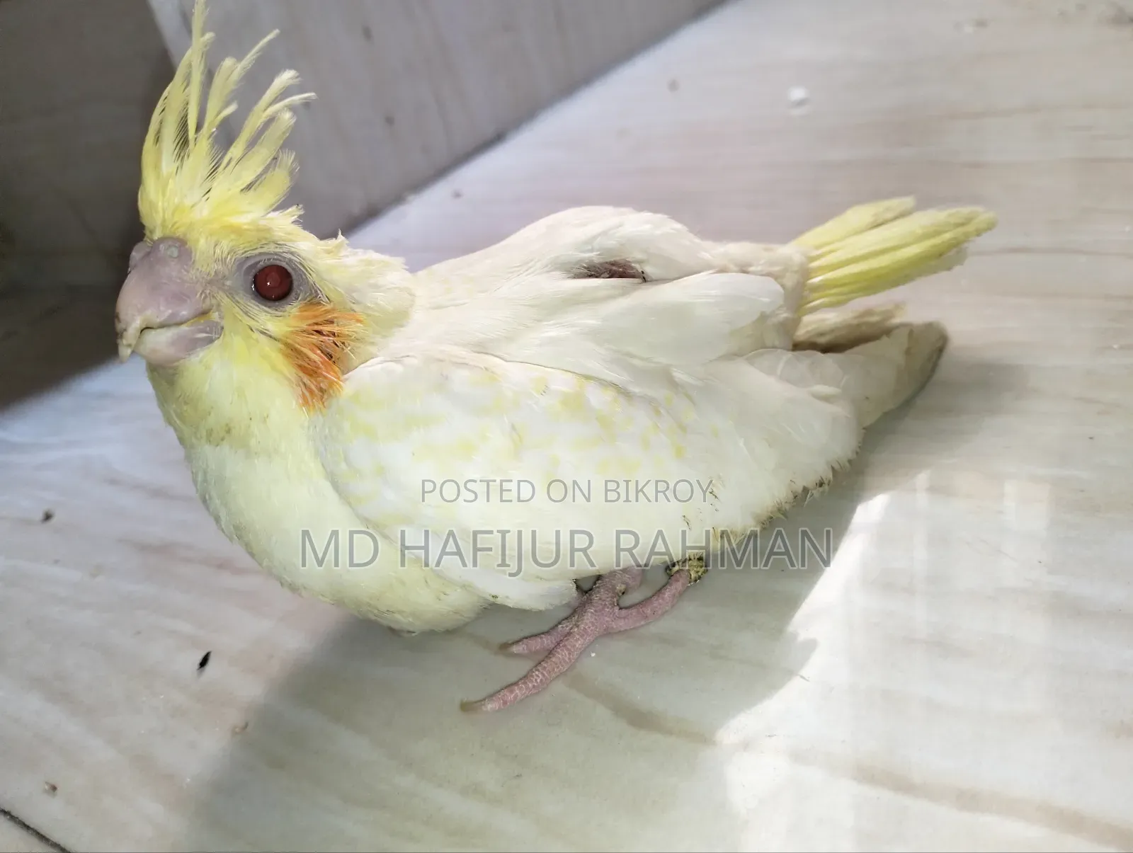 Cockatiel Baby, Cockatiel Baby