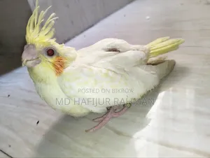 Cockatiel Baby, Cockatiel Baby
