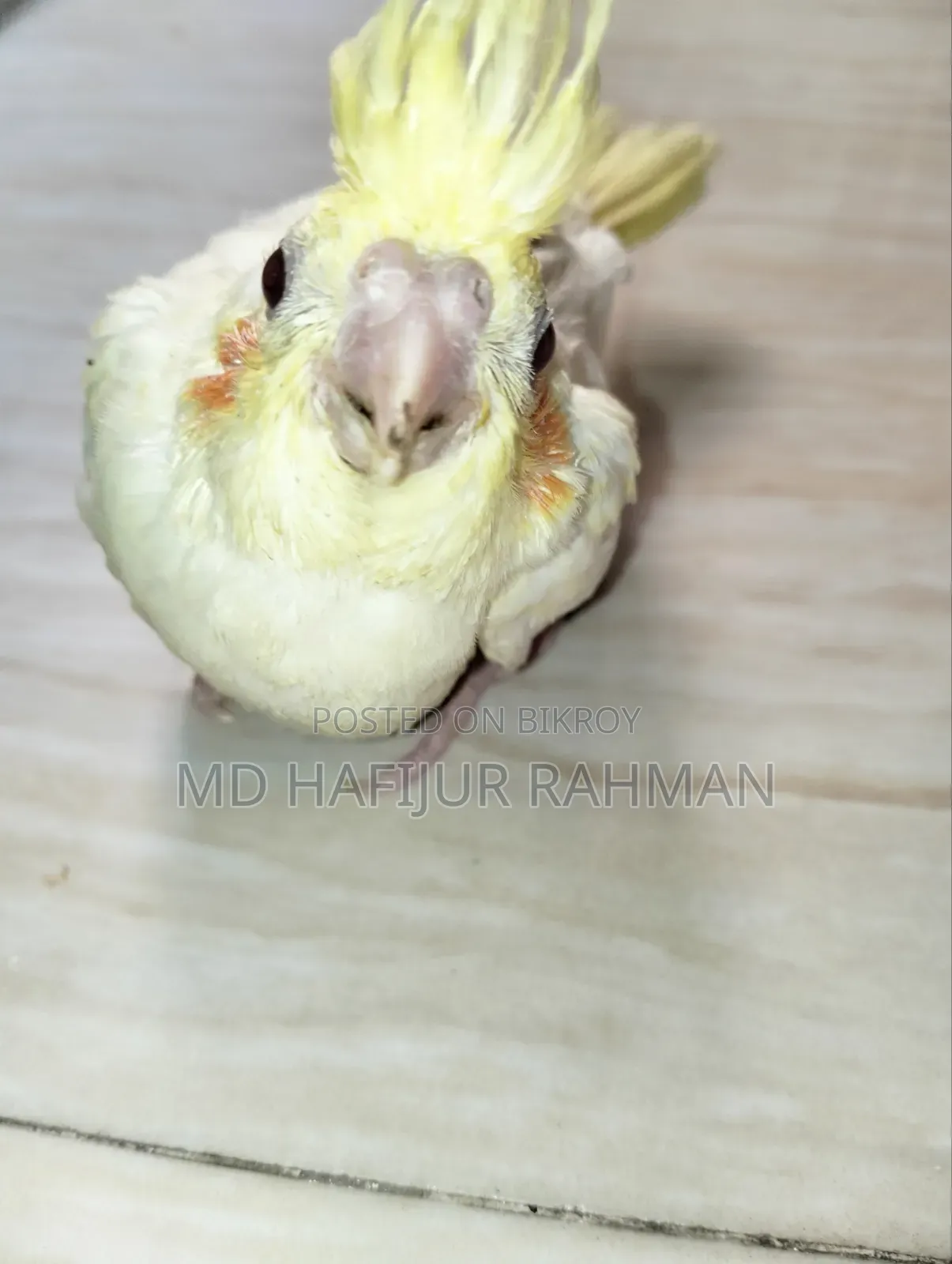 Cockatiel Baby, Cockatiel Baby