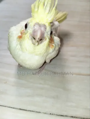 Cockatiel Baby, Cockatiel Baby