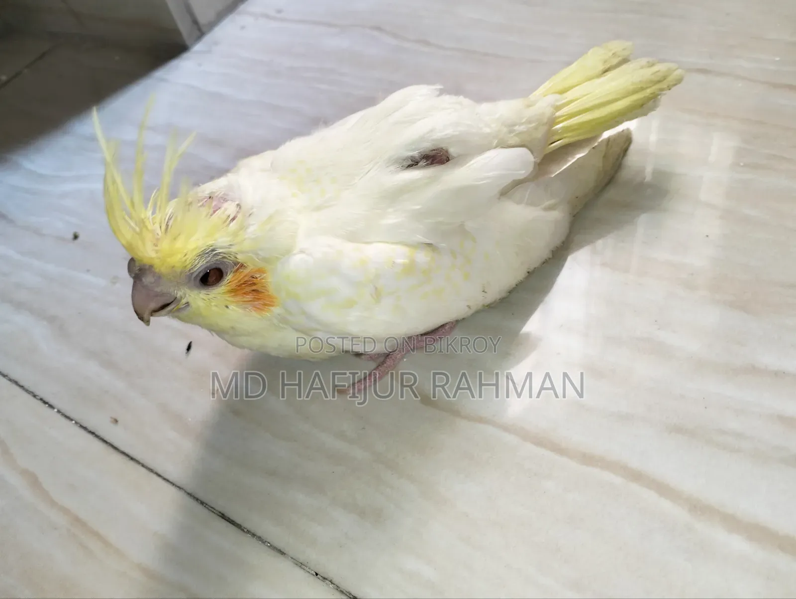 Cockatiel Baby, Cockatiel Baby