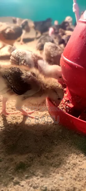 দেশি মুরগীর বাচ্চা