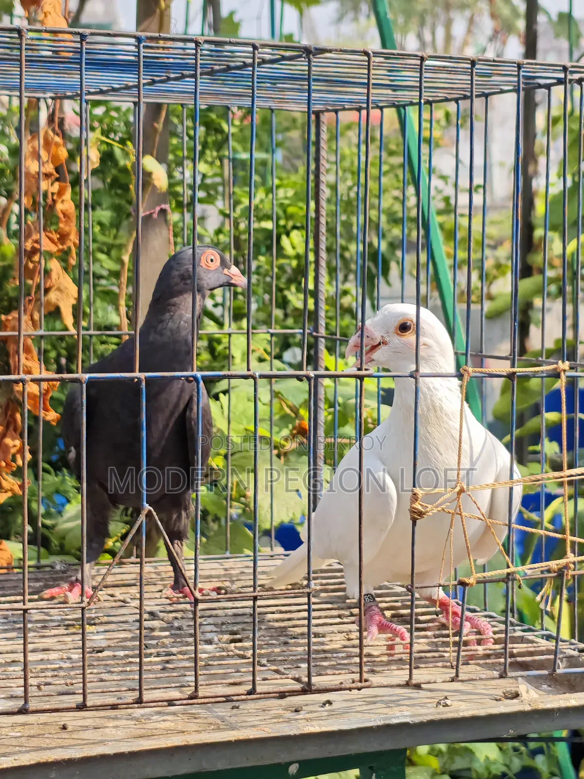 Homa Pair for Sale