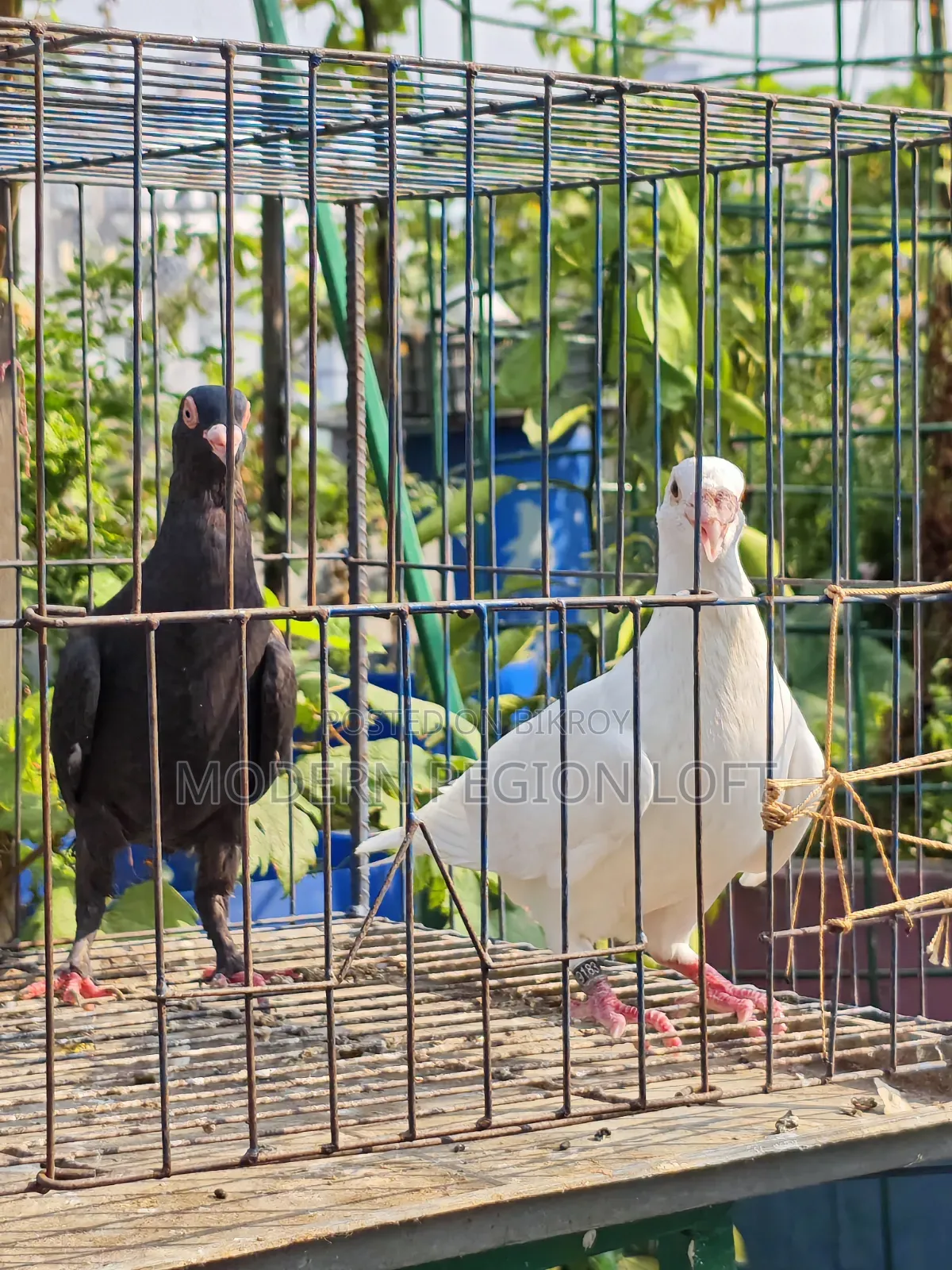 Homa Pair for Sale