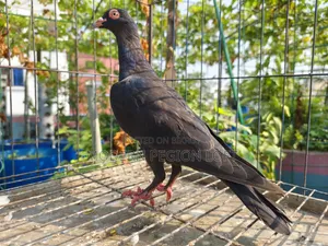 Homa Pair for Sale