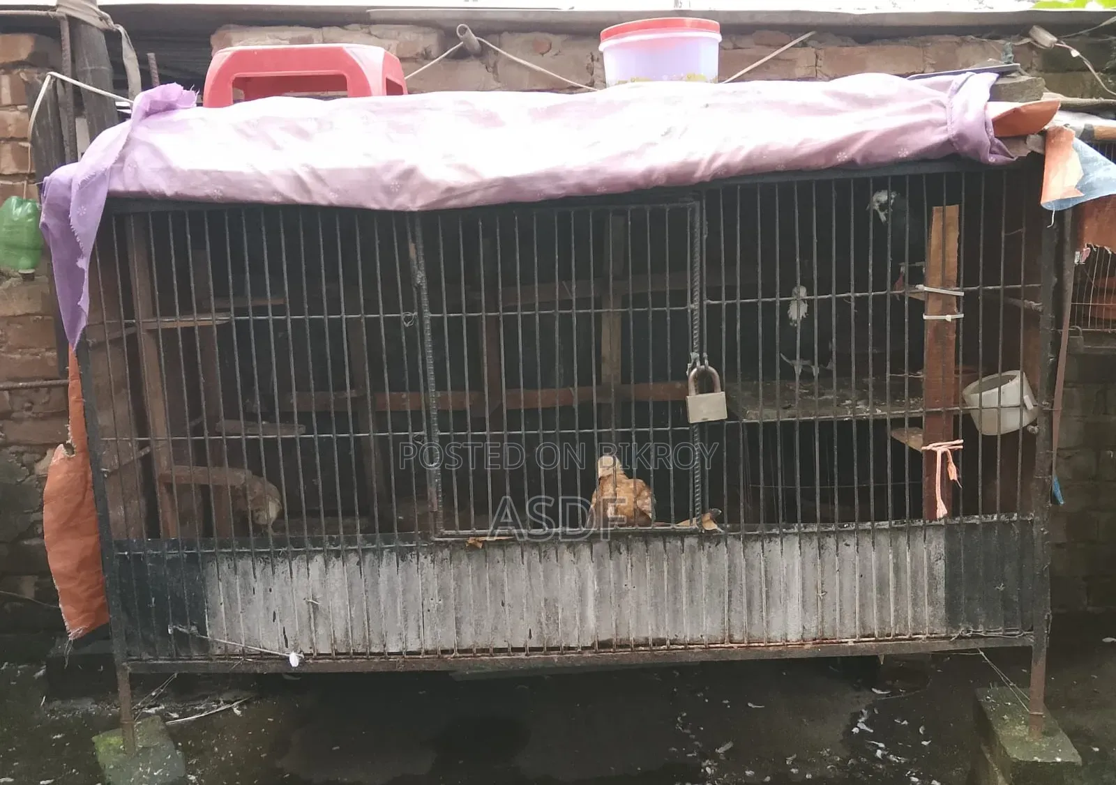 1 Large Cage for Sale