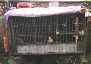 1 Large Cage for Sale