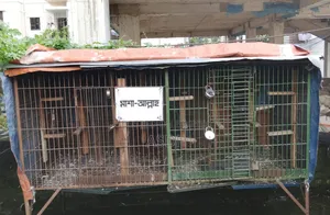 1 Large Cage for Sale