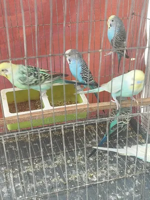 রেইনবো বাজিগার পাখি