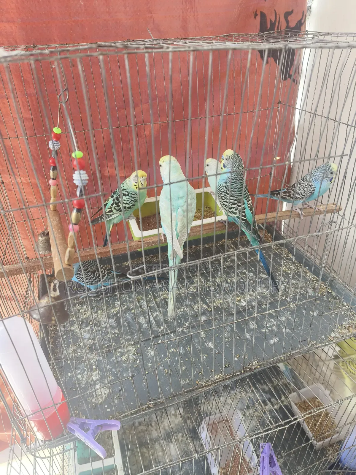 রেইনবো বাজিগার পাখি