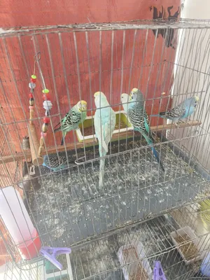 রেইনবো বাজিগার পাখি