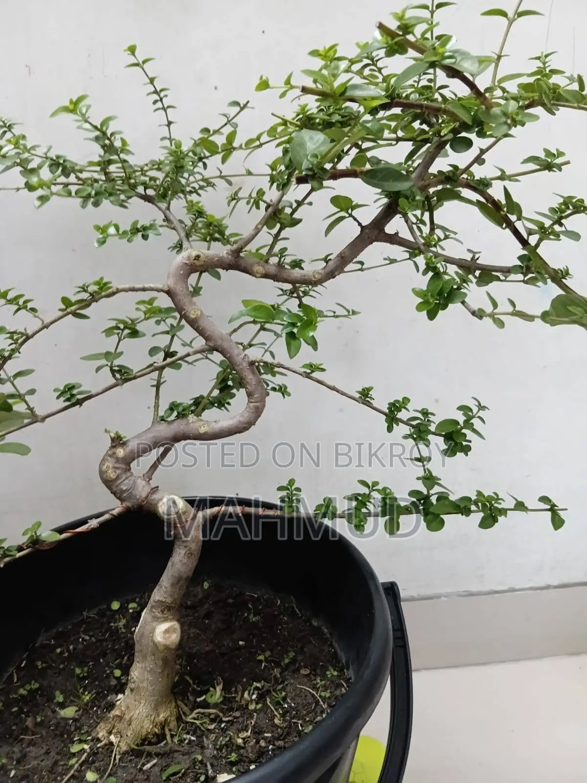 প্রেমনা এবং তেঁতুল বনসাই উপকরণ, ফার্ন – মিরপুর