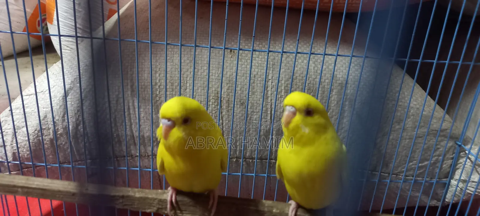 বাজরিগর পাখি