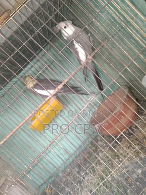 Cockatiel Bird