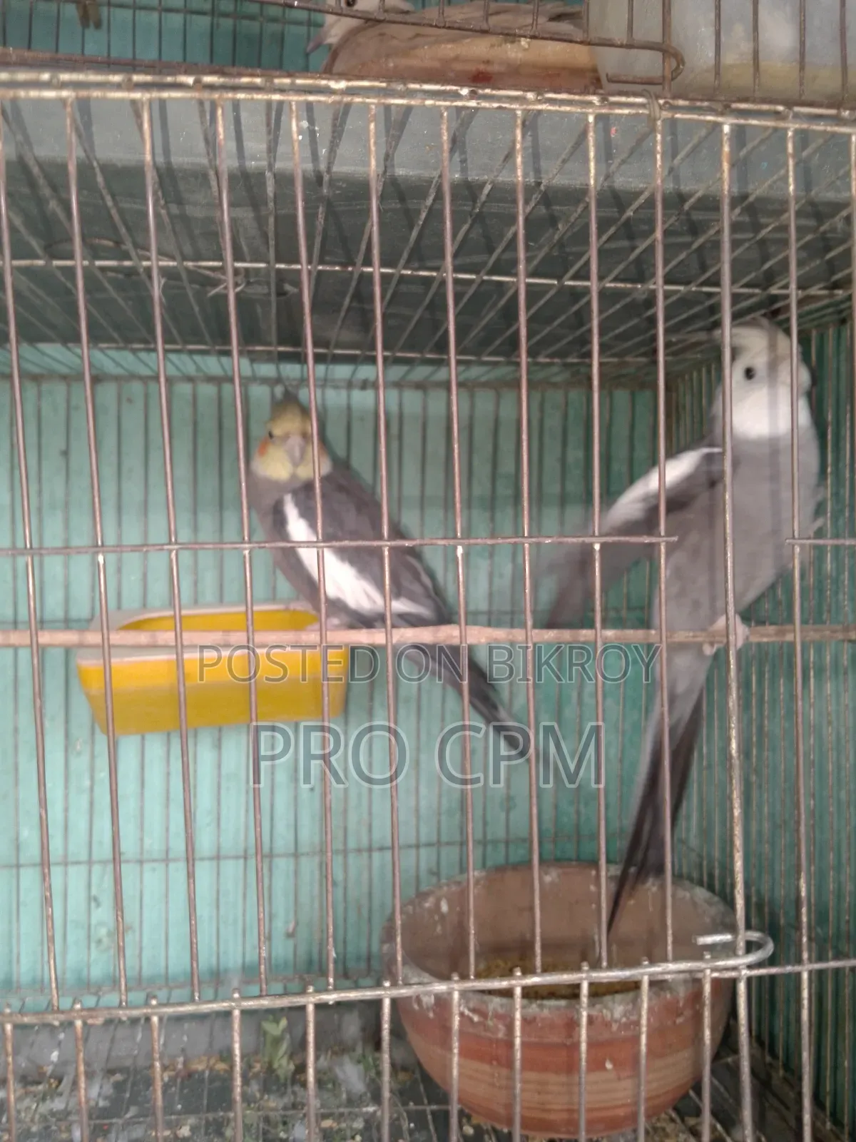 Cockatiel Bird