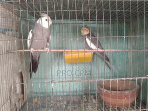 Cockatiel Bird