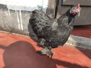 Farm & Animal