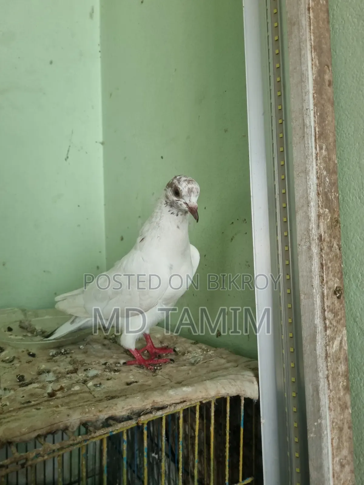 বেনারশী কবুতর বিক্রি