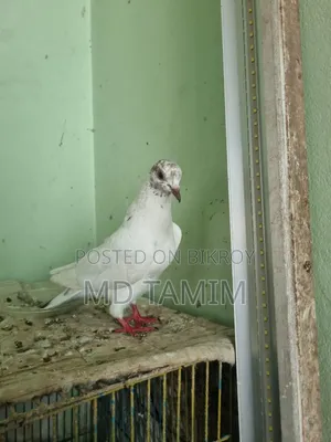 বেনারশী কবুতর বিক্রি