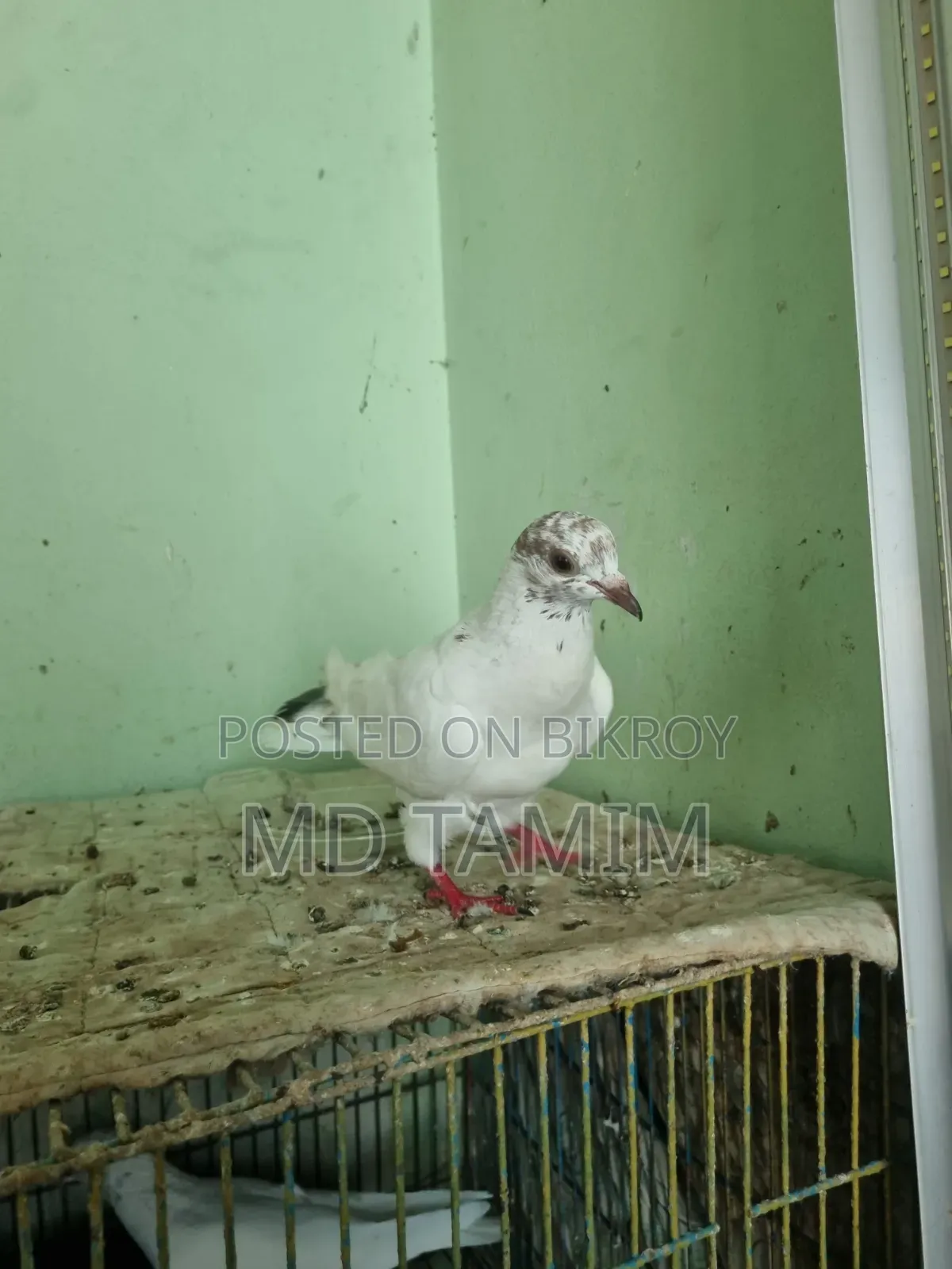 বেনারশী কবুতর বিক্রি