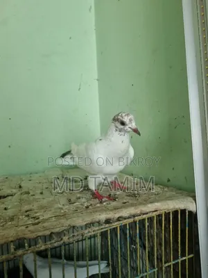 বেনারশী কবুতর বিক্রি