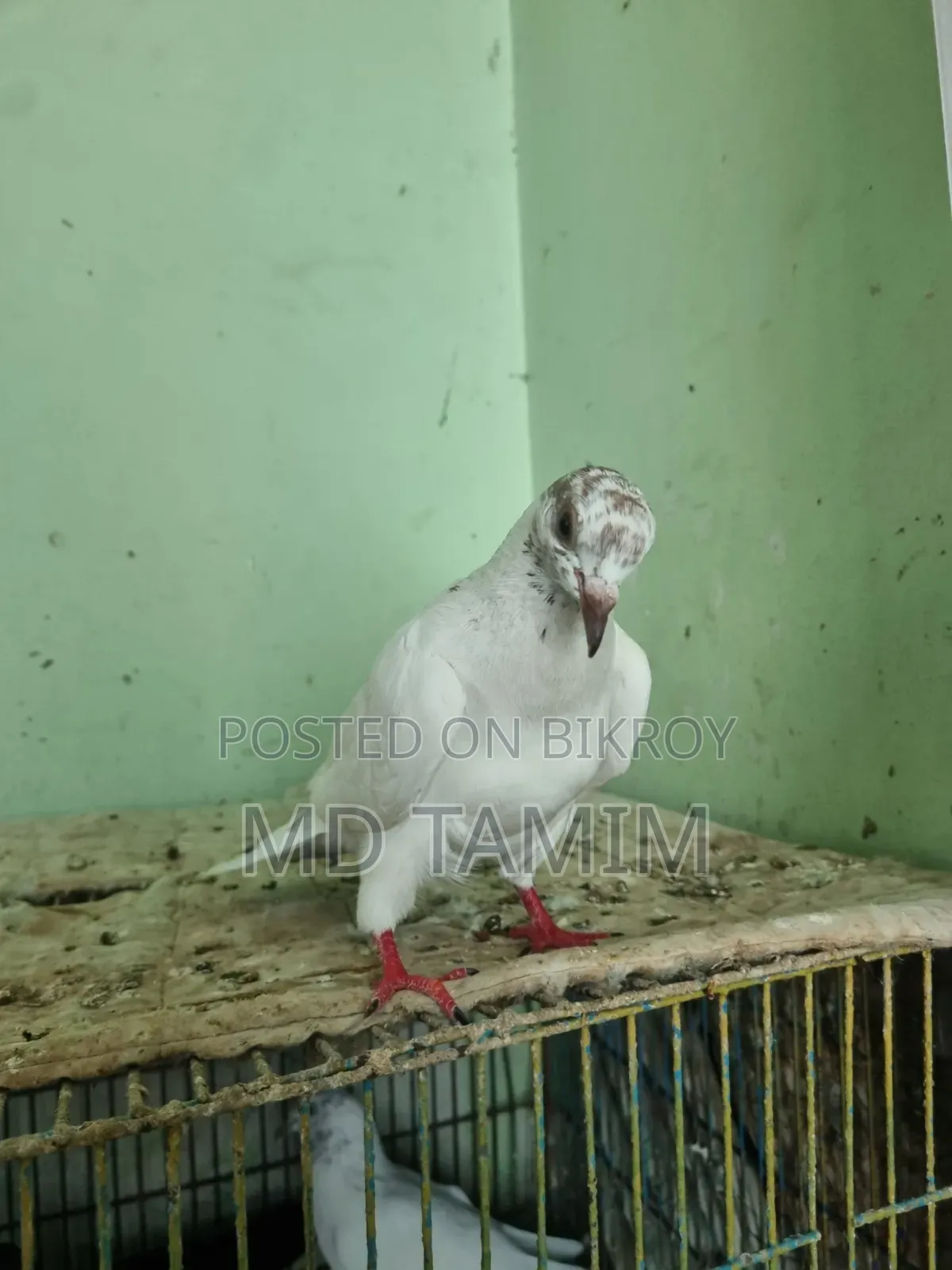 বেনারশী কবুতর বিক্রি