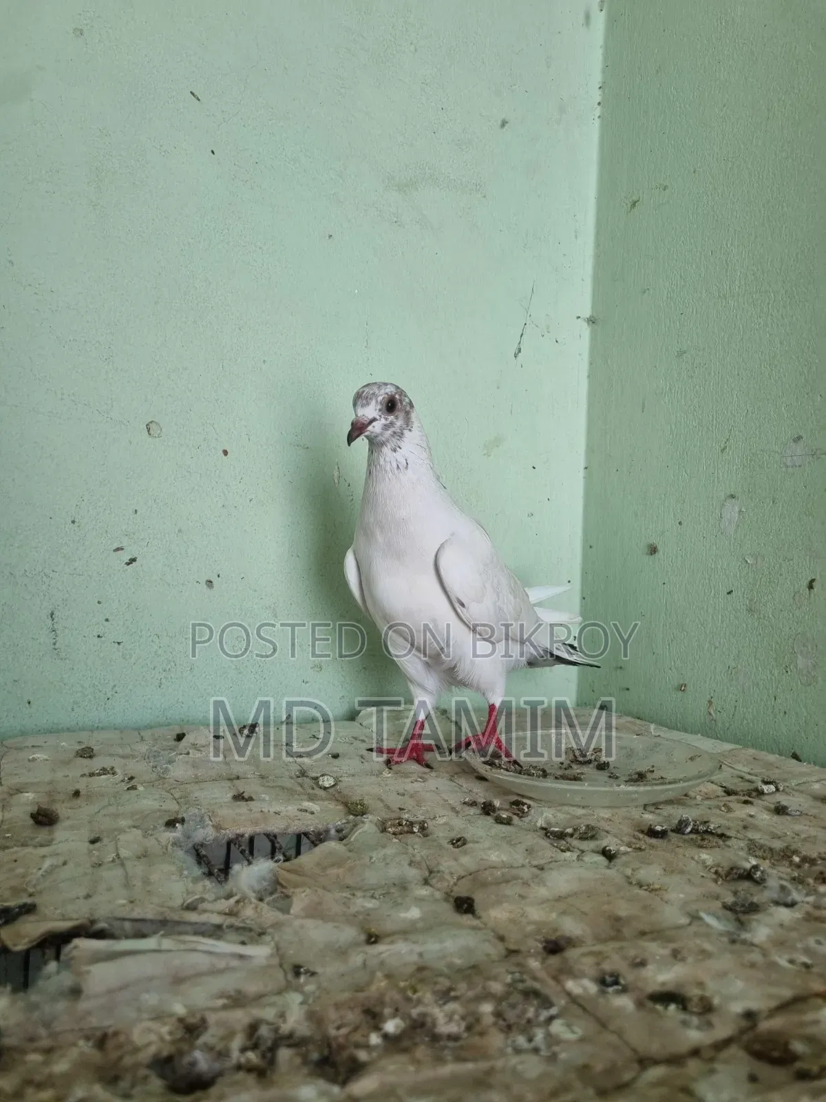 বেনারশী কবুতর বিক্রি