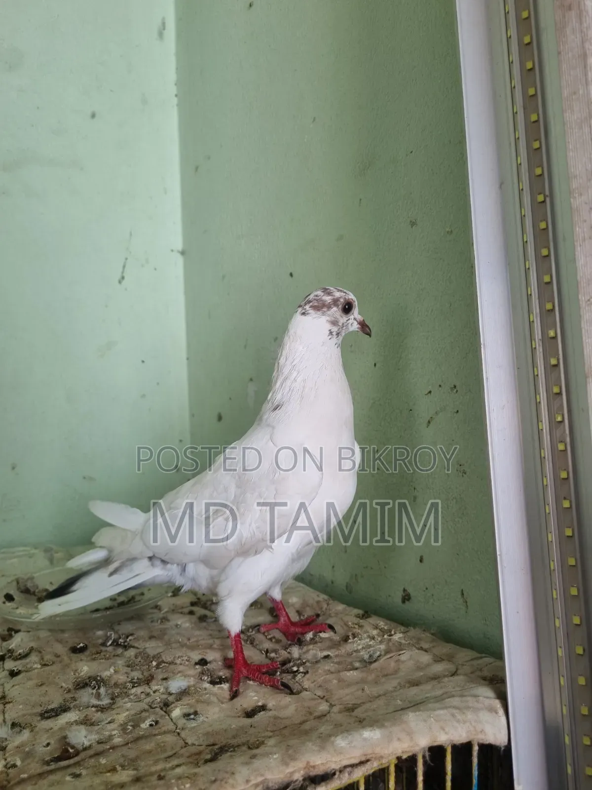 বেনারশী কবুতর বিক্রি