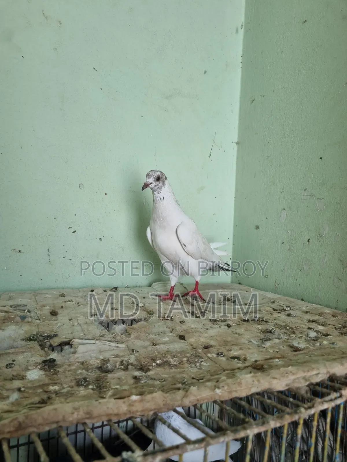 বেনারশী কবুতর বিক্রি