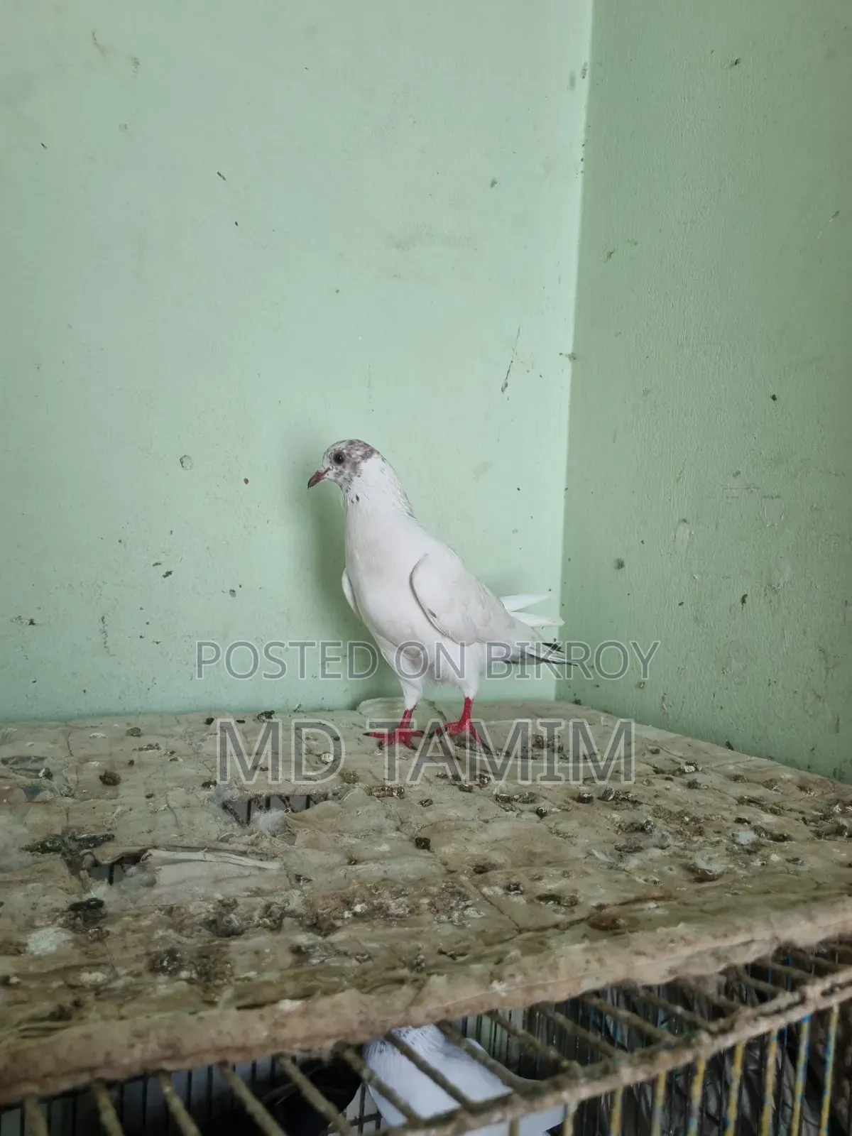বেনারশী কবুতর বিক্রি