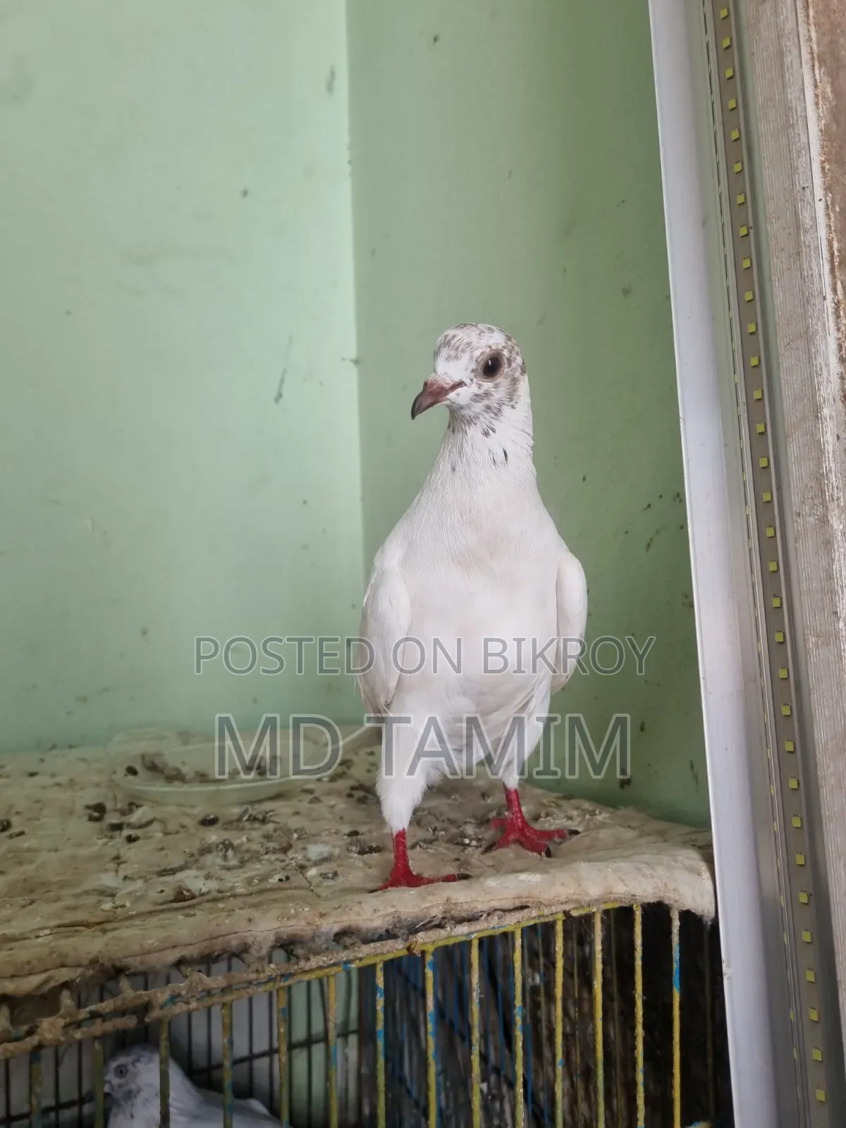 বেনারশী কবুতর বিক্রি