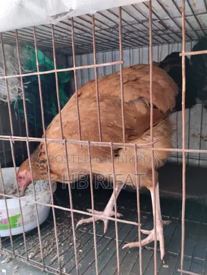 Deshi Chicken