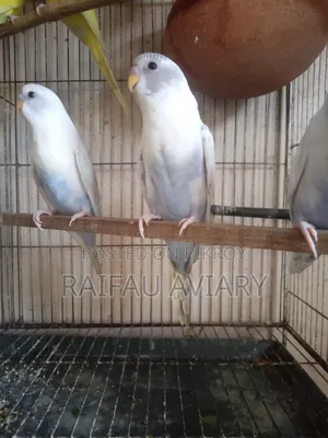 দারুণ পাইড মিউটেশন বাজিগর পাখি। পাইড বাজিগর