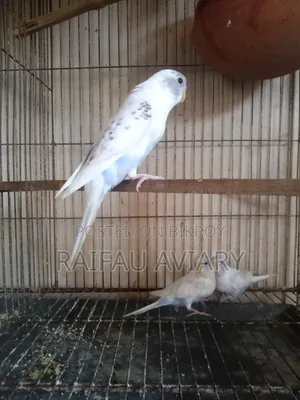 দারুণ পাইড মিউটেশন বাজিগর পাখি। পাইড বাজিগর