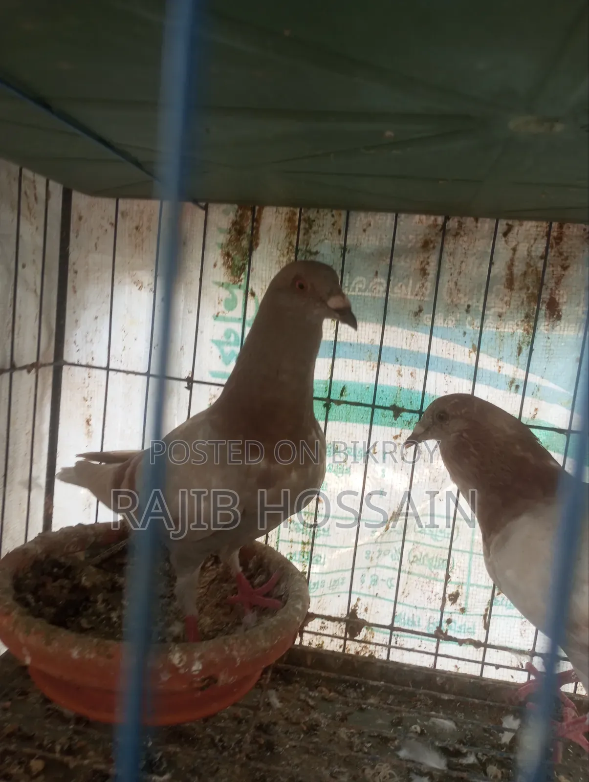 One Pair of Milli and 5 Giribaz High Flyer Pigeon Squabs