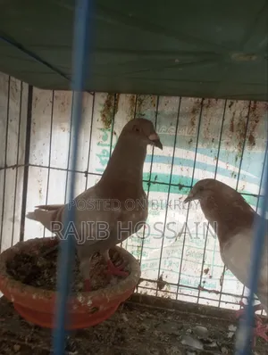 One Pair of Milli and 5 Giribaz High Flyer Pigeon Squabs