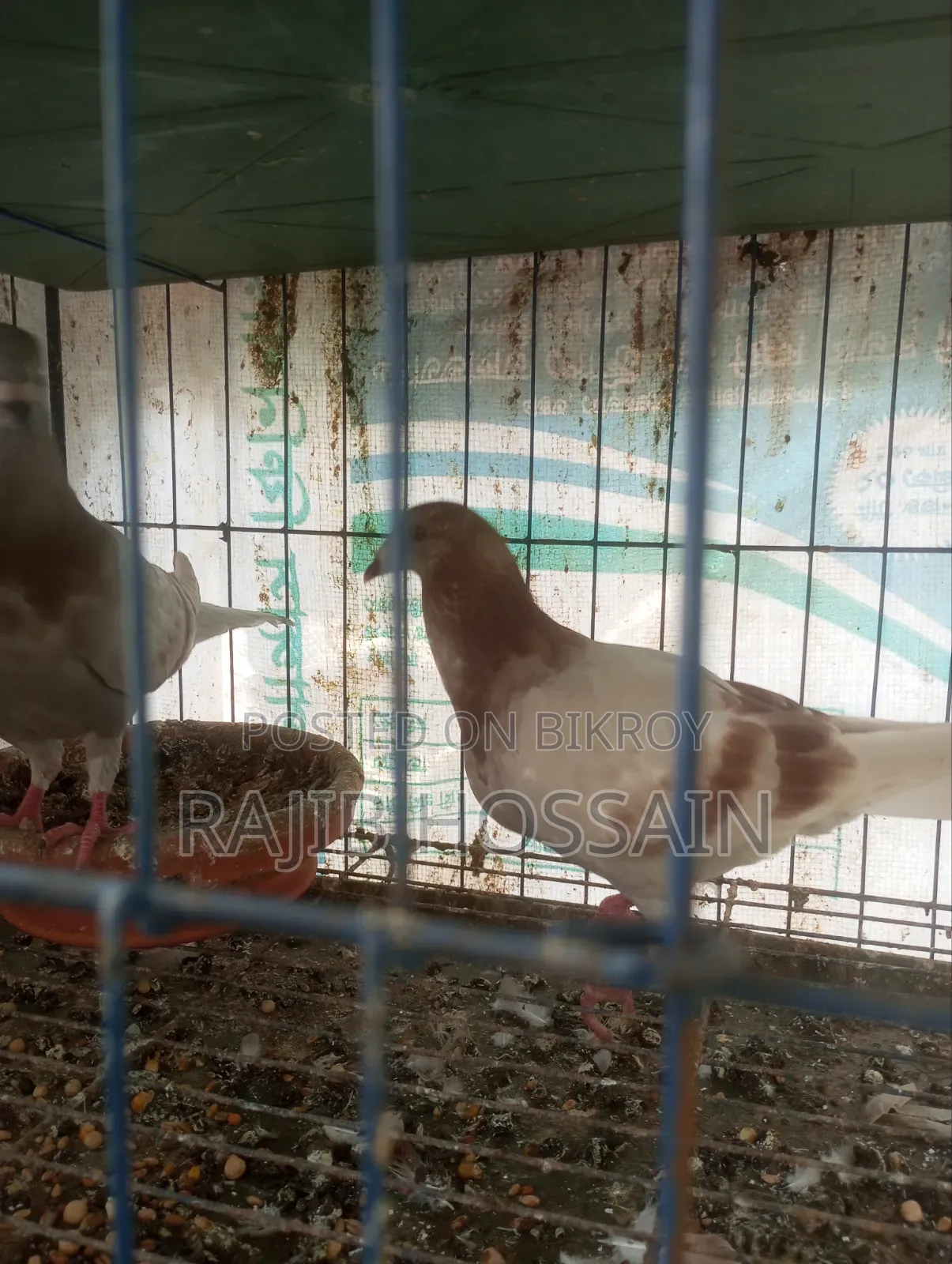 One Pair of Milli and 5 Giribaz High Flyer Pigeon Squabs
