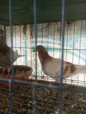 One Pair of Milli and 5 Giribaz High Flyer Pigeon Squabs