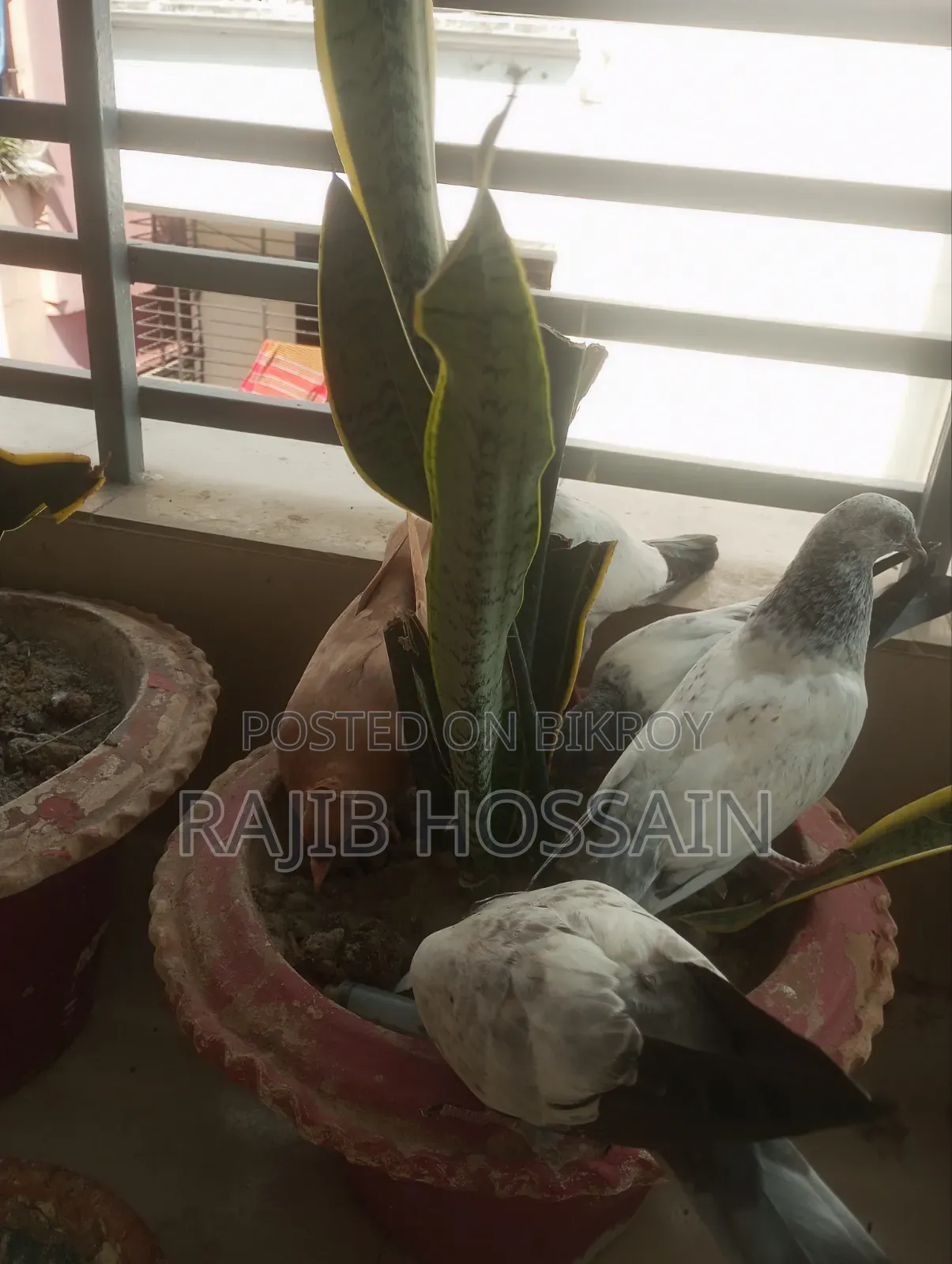 One Pair of Milli and 5 Giribaz High Flyer Pigeon Squabs