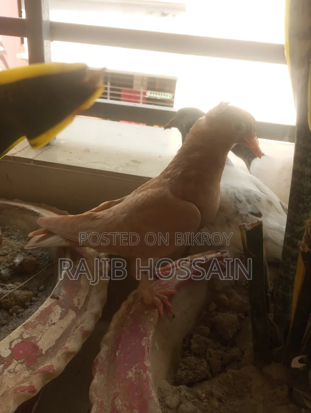 One Pair of Milli and 5 Giribaz High Flyer Pigeon Squabs