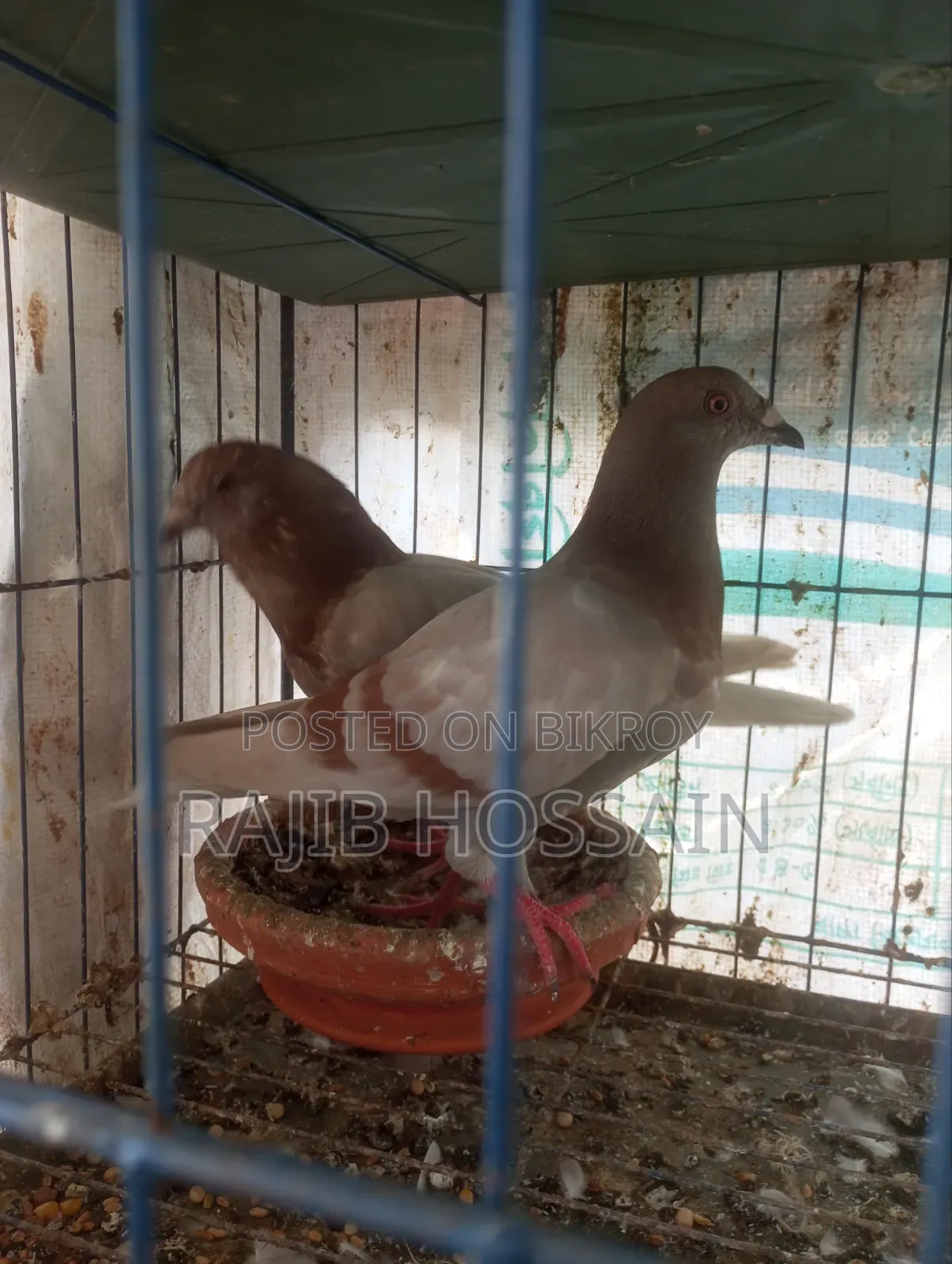One Pair of Milli and 5 Giribaz High Flyer Pigeon Squabs