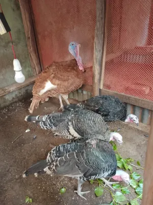 7 month old Red Bourbon male, Royal Turkey female 3
Laying eggs in a few days