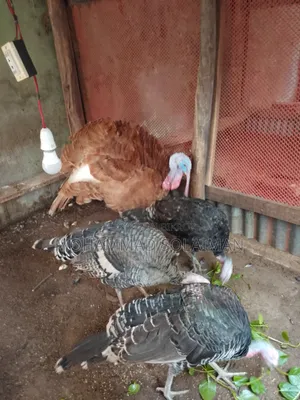 ৭ মাস বয়সী রেড বারবান মেল, রয়েল টার্কি ফিমেল ৩
কিছু দিনের মধ্যেই ডিম