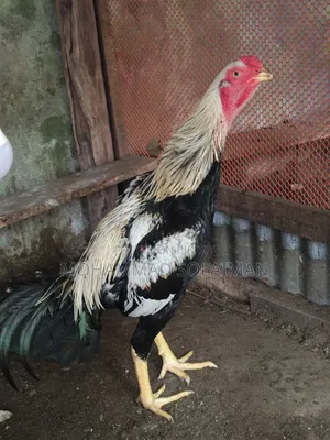 Short নল Jawa Asil Rooster