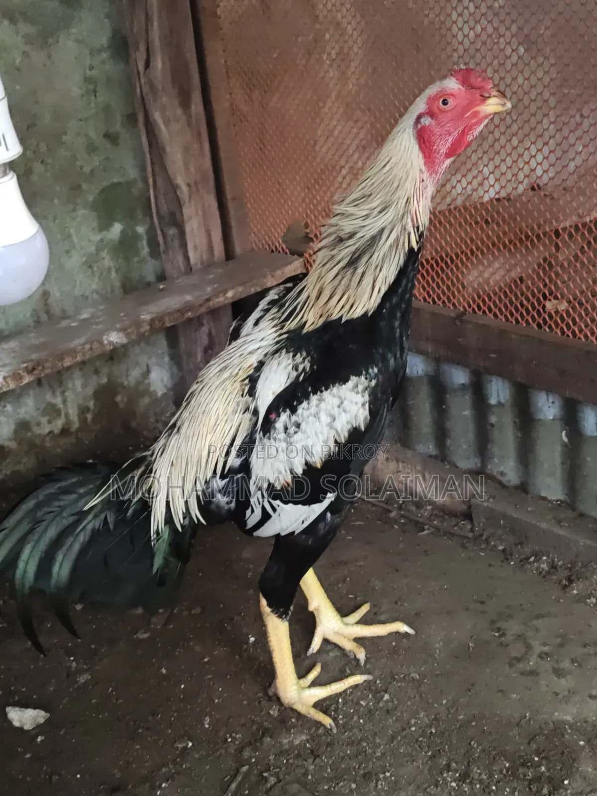 Short নল Jawa Asil Rooster