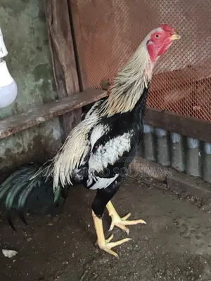 Short নল Jawa Asil Rooster